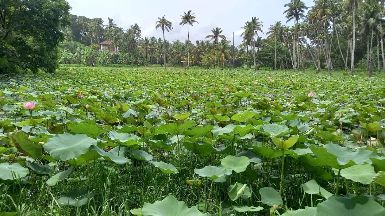 Hotel Maadathil Cottages & Beach Resort Varkala India